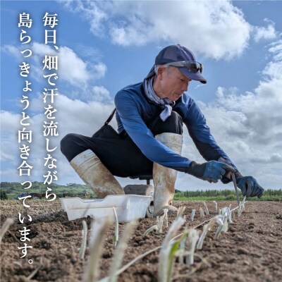 ≪2026年2月下旬～5月下旬発送≫採れたて島らっきょう 1.5kg