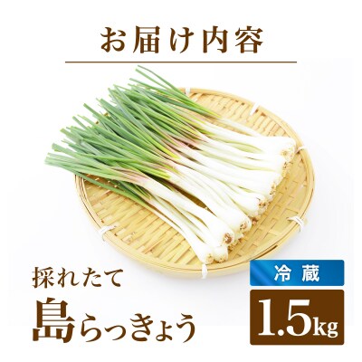 ≪2026年2月下旬～5月下旬発送≫採れたて島らっきょう 1.5kg