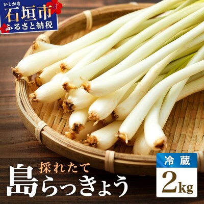 ≪2026年2月下旬～5月下旬発送≫採れたて島らっきょう 2kg