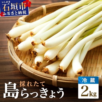 採れたて島らっきょう 2kg 《2027年5月から順次発送いたします》