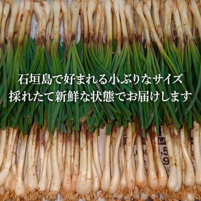 採れたて島らっきょう 2kg 《2027年5月から順次発送いたします》