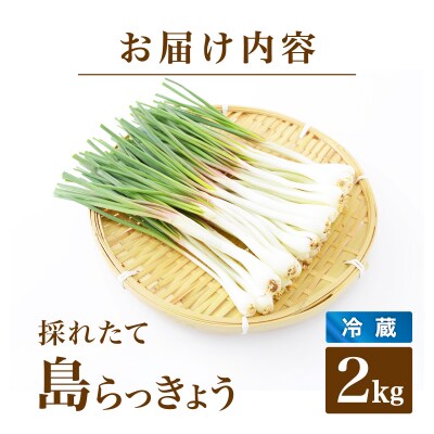 ≪2026年2月下旬～5月下旬発送≫採れたて島らっきょう 2kg