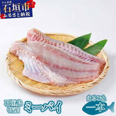 石垣島特産ミーバイ(ヤイトハタ)丸ごと1本 