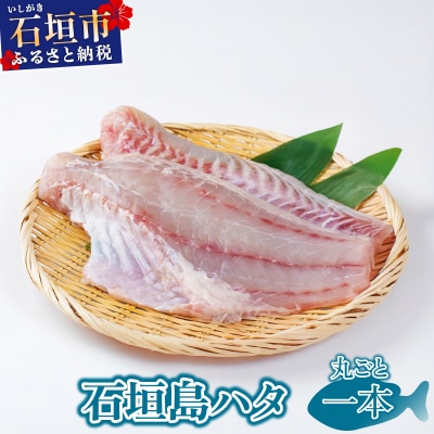 石垣島 ハタ 丸ごと1本 | ミーバイ ヤイトハタ