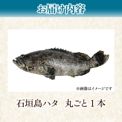 石垣島 ハタ 丸ごと1本 | ミーバイ ヤイトハタ