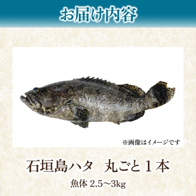 石垣島 ハタ 丸ごと1本 | ミーバイ ヤイトハタ