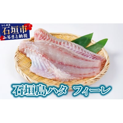 石垣島 ハタ フィーレ | ミーバイ ヤイトハタ