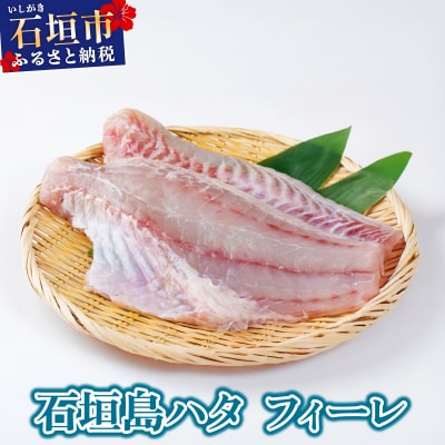 石垣島 ハタ フィーレ | ミーバイ ヤイトハタ