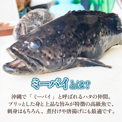 石垣島特産ミーバイ(ヤイトハタ)フィーレ 