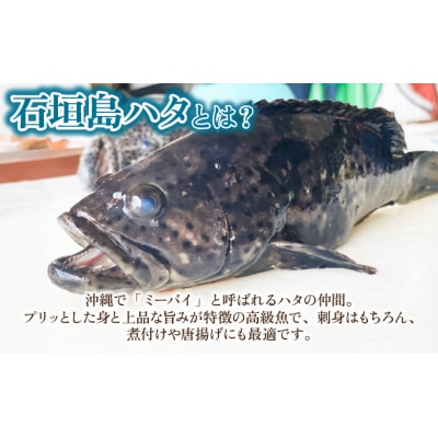 石垣島 ハタ フィーレ | ミーバイ ヤイトハタ