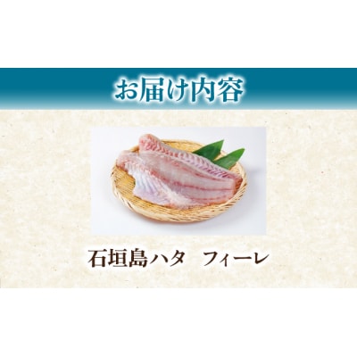 石垣島 ハタ フィーレ | ミーバイ ヤイトハタ