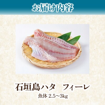 石垣島 ハタ フィーレ | ミーバイ ヤイトハタ