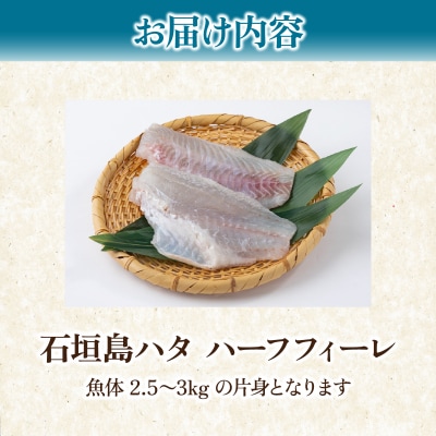 石垣島 ハタ ハーフフィーレ | ミーバイ ヤイトハタ