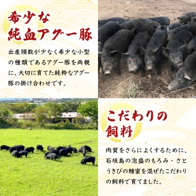 満天アグーお肉ゴロゴロカレー230g×3袋 