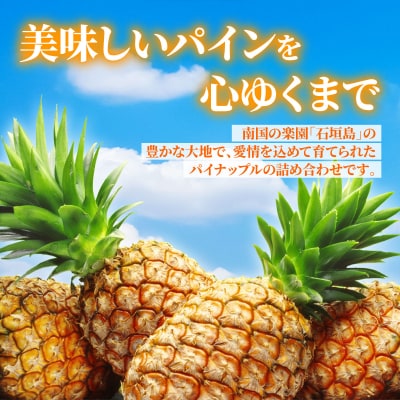 【先行予約】訳あり 石垣さんちのおすすめパイン詰め合わせ 8～10玉 (約5kg)