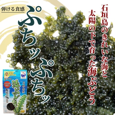 沖縄の海の恵み　3点セット(海ぶどう、天然もずく2パック、アーサ) もずくのタレ1本付 CK-13