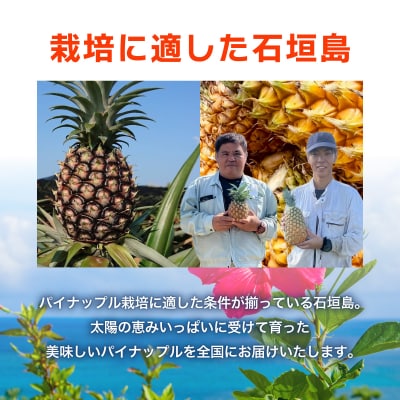 (訳アリ)業務用冷凍カットパイナップル500g×3点セット PU-02