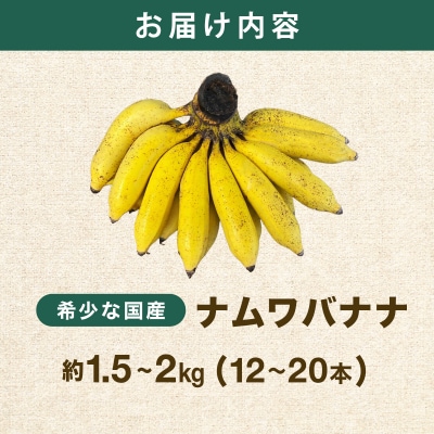 ≪2026年4～10月順次発送≫ 石垣島産 ナムワバナナ約1.5-2kg(12-20本)