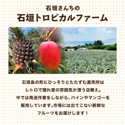 ≪5月上旬順次発送≫ 訳あり ゴールドバレル 中 3玉(約3.5kg) TP-19