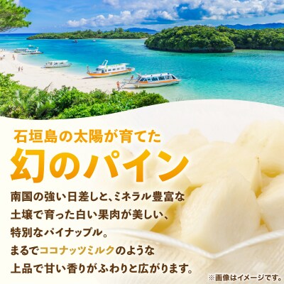 ≪6月上旬順次発送≫ 石垣島産パイナップル　ホワイトココ　3玉(約3kg)