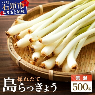 ≪2026年2月下旬～5月下旬発送≫採れたて島らっきょう 500g