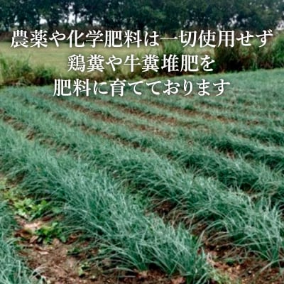 採れたて島らっきょう 500g《2027年5月から順次発送いたします》