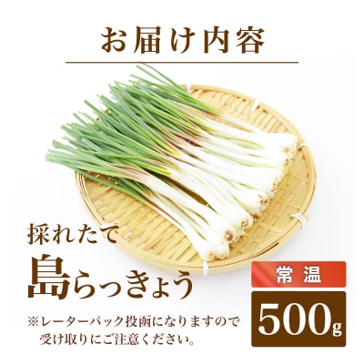 採れたて島らっきょう 500g《2027年5月から順次発送いたします》