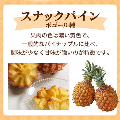 <先行予約> スナックパイン 4玉 <2026年4月発送> | 沖縄県 石垣市 石垣島産 パイン パ