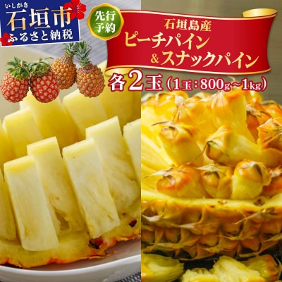 <先行予約> ピーチパイン スナックパイン 各2玉セット <2026年4月発送> | 沖縄県 石垣市