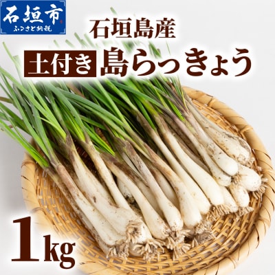 石垣島産 土付き 島らっきょう 1kg (石垣市島らっきょうの会 協同出荷) 