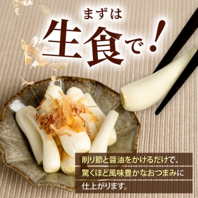 石垣島産 土付き 島らっきょう 1kg (石垣市島らっきょうの会 協同出荷) 