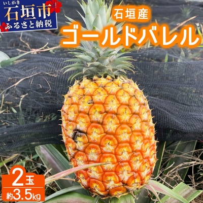 <先行予約> 農家直送!石垣島産 ゴールドバレル 2個セット 約3.5kg<2026年4月中旬発送>