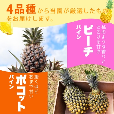 KABIRAパイナップル 訳ありご家庭用 約3kg 4種のパインからお任せ 2026年6月から発送