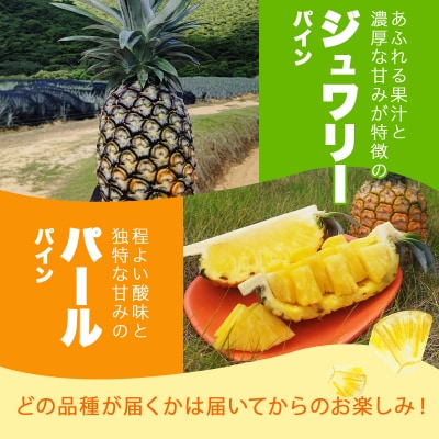 KABIRAパイナップル 訳ありご家庭用 約3kg 4種のパインからお任せ 2026年6月から発送