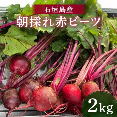 石垣島産 赤ビーツ 2kg <2026年1月以降発送> KA-003