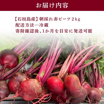 石垣島産 赤ビーツ 2kg <2026年1月以降発送> KA-003