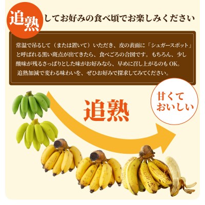 <訳あり> 大満足!石垣島産バナナ3房 <2026年6～10月発送> KP-022