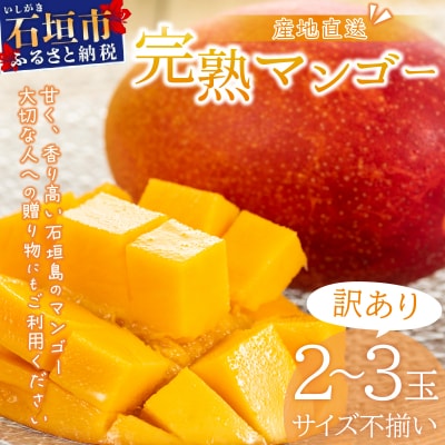 【訳あり】マンゴー サイズ不揃い 2～3玉 (約1kg) <2027年6月から発送>