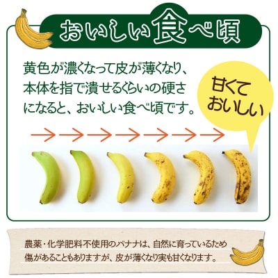 希少!無農薬栽培の千川さんが作る特別なバナナ2房