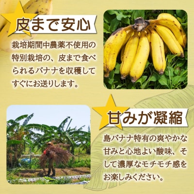 希少!皮まで食べられる特別な石垣島産 島バナナ 2房