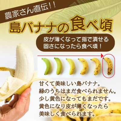 希少!皮まで食べられる特別な石垣島産 島バナナ 2房