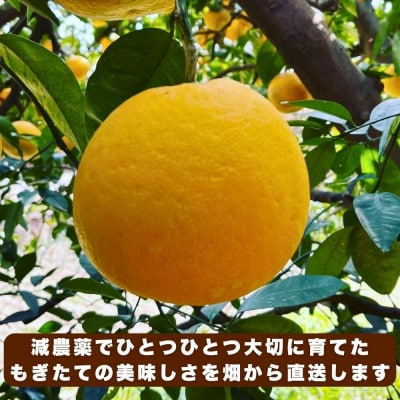 先行受付 訳あり 愛南ゴールド ( 河内晩柑 ) 5kg 減農薬 愛媛県 愛南町 愛南フルーツ