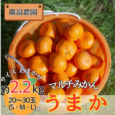 マルチみかん「うまか」　※11月中旬頃から発送