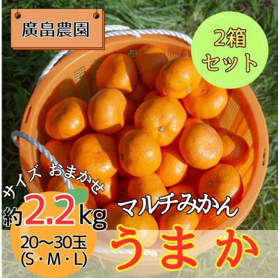 2箱セット　マルチみかん「うまか」　※11月中旬頃から発送