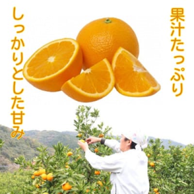 ハウス追熟 天草オレンジ(10玉～15玉入り)　※2027年1月中旬頃から発送