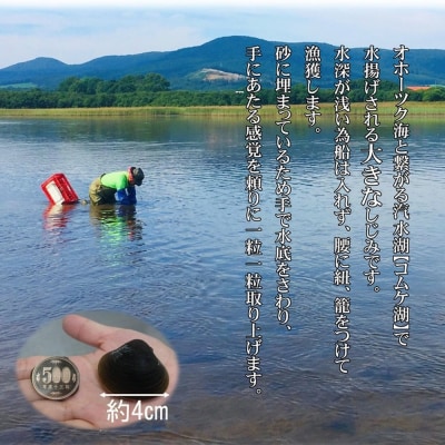 【敬老ギフト】【紋別市コムケ湖産】 手獲り特大しじみ　600g