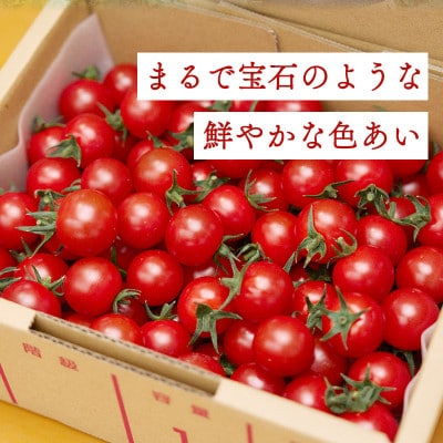 四万十川源流域で育まれた 絶品 フルーツミニトマト 2kg まちだ農園