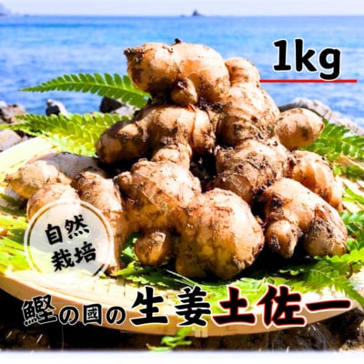 鰹乃國の生姜 ( 土佐一 ) 1kg