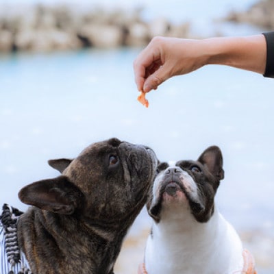 漁師町の一本釣り イヌジャーキー [小] 15g 3袋セット 犬用おやつ