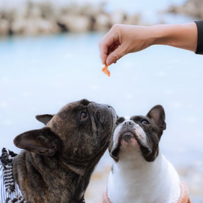 漁師町の一本釣り イヌジャーキー [大] 30g 2袋セット 犬用おやつ